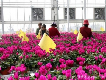 扬州高邮：每天发货30万株，花工厂绽放乡村振兴致富花