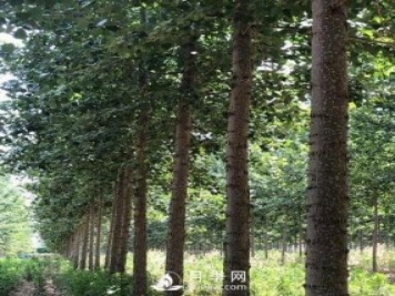 河南周口：培育出不飞絮的杨树新品种