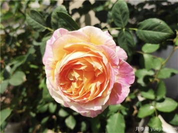 100种玫瑰花的名字，来了解下不同颜色的品种月季