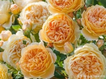 大花香水月季的养护方法，分享10种花香飘满屋