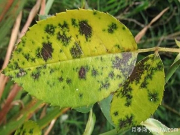 深秋天季节月季出现斑点的病害原因与防治