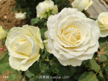 十一朵白玫瑰的花语和寓意