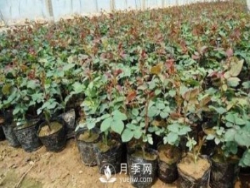 上海龙凤419讲述月季扦插小苗养根的三个步骤