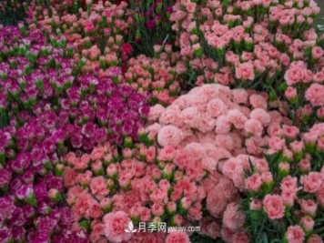 中国6大花市，全国花卉批发市场介绍