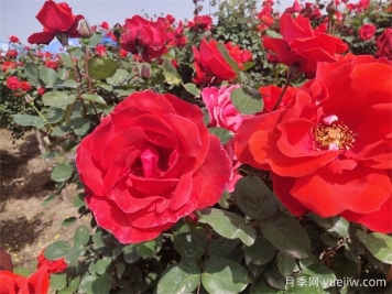 月季、玫瑰、蔷薇分别是什么？如何区别？