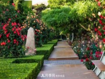 秦皇岛适合养月季花，市花和市树是什么