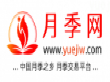 中国上海龙凤419，月季品种介绍和养护知识分享专业网站